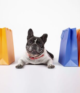 An adorable french bulldog with colorful shopping bags isolated on white background